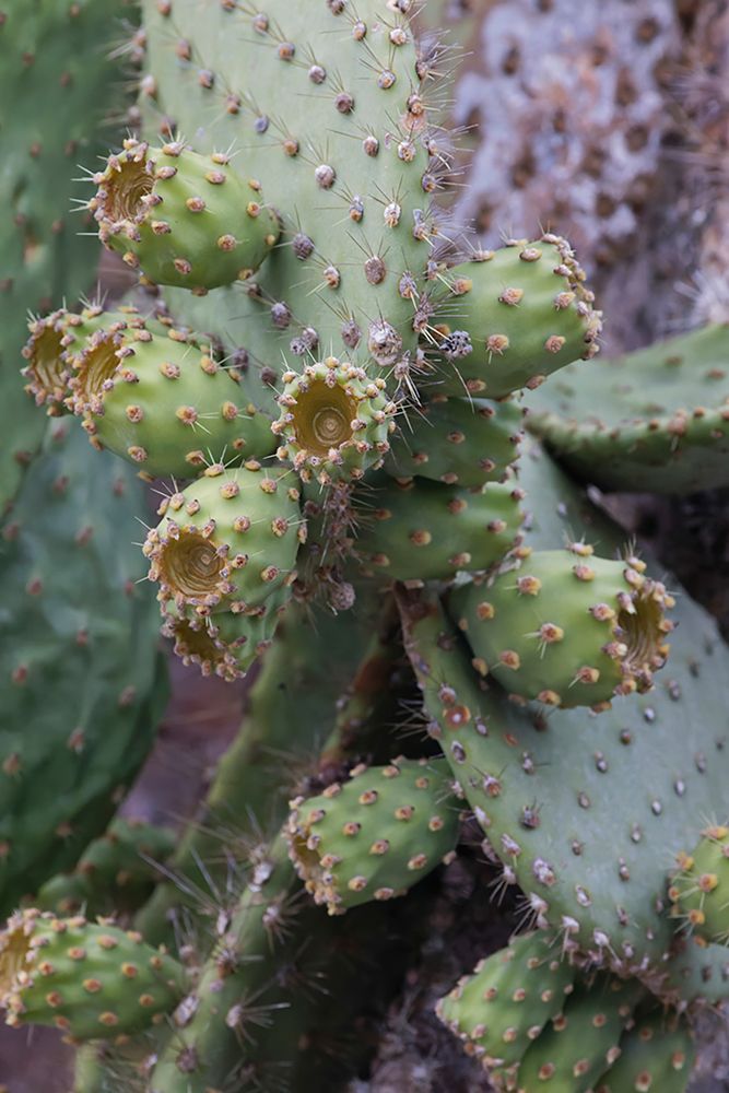 Opuntia prickly pear cactus-South Plaza Island-Galapagos Islands-Ecuador